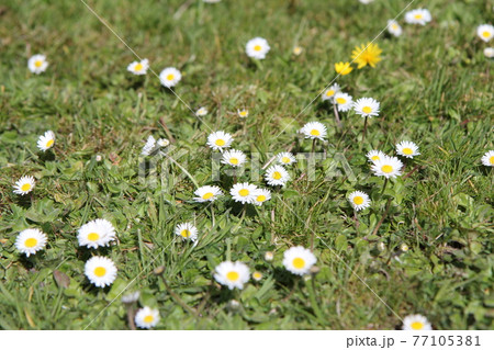 芝生に咲く　イングリッシュデージー 77105381
