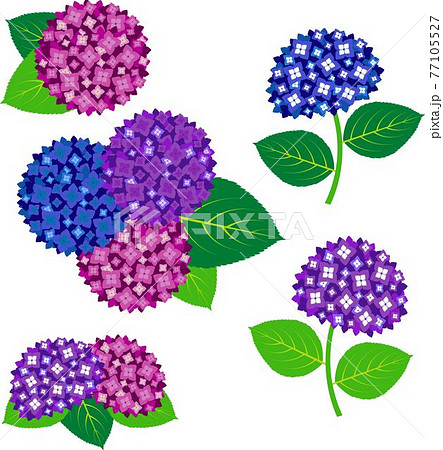 紫陽花の花と葉のイラスト素材 アイコンセットのイラスト素材