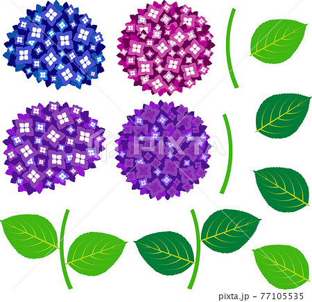 紫陽花の花と葉のイラスト素材セットのイラスト素材