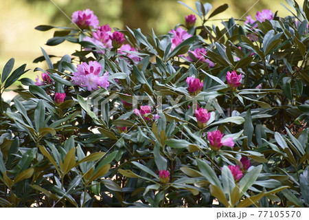 二鹿のシャクナゲ 77105570