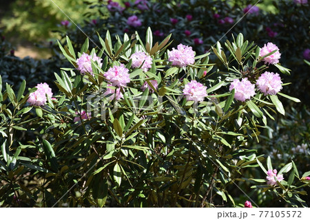 二鹿のシャクナゲ 二鹿のシャクナゲ 77105572