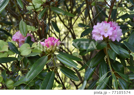 二鹿のシャクナゲ 77105574