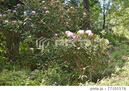 二鹿のシャクナゲ 77105578