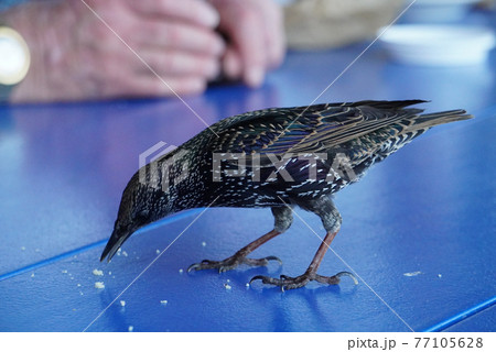 The bird concentrates on eating bread crumbs The bird concentrates on eating bread crumbs 77105628