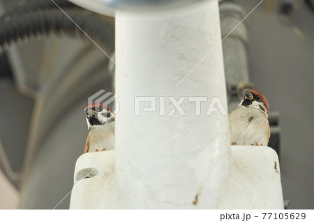 Sparrows stand on both sides of the box 77105629
