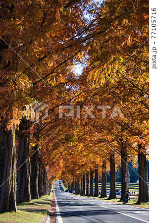 マキノ高原 メタセコイア並木の紅葉 77105716