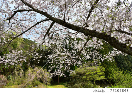 森町　太田川桜堤の桜 77105843