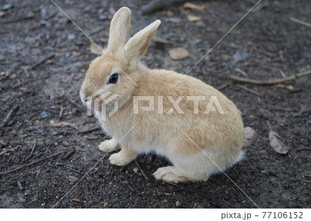 ネザーランドドワーフ ネザーランドドワーフ 77106152