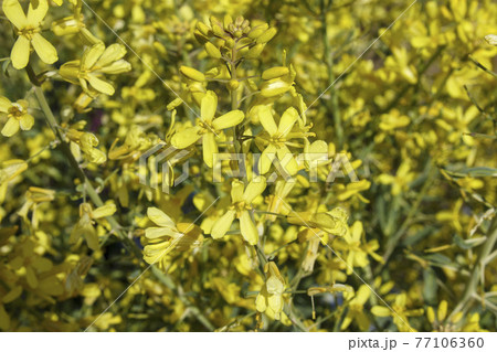 花びら4枚の黄色い小さな花の写真素材