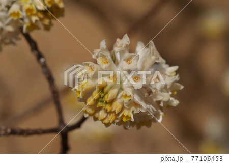 ミツマタの花 77106453