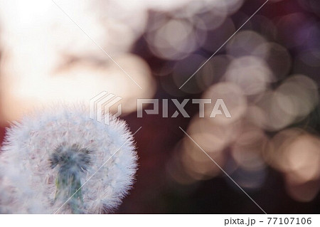 タンポポの綿毛 77107106
