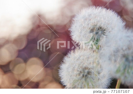タンポポの綿毛 77107107