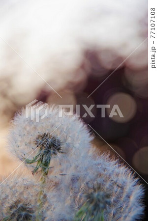 タンポポの綿毛 77107108
