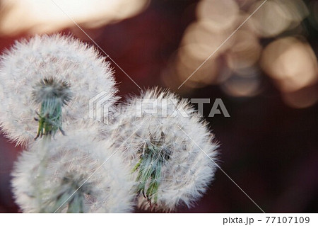 タンポポの綿毛 77107109