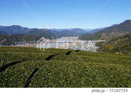 静岡市　茶畑と向こうに見える安倍川と新東名高速道路の橋 77107724