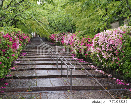 京都 東山 雨の宗忠神社とヒラドツツジ 京都 東山 雨の宗忠神社とヒラドツツジ 77108385