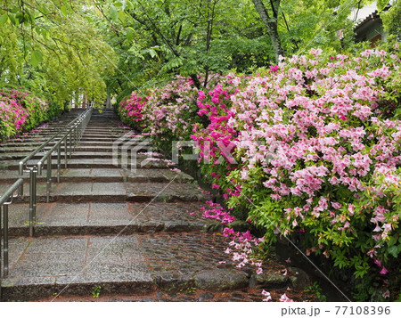 京都 東山 雨の宗忠神社とヒラドツツジ 京都 東山 雨の宗忠神社とヒラドツツジ 77108396