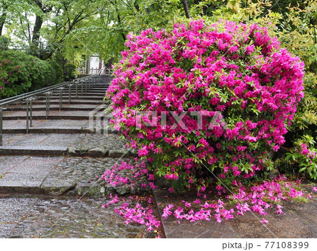 京都 東山 雨の宗忠神社とヒラドツツジ 京都 東山 雨の宗忠神社とヒラドツツジ 77108399