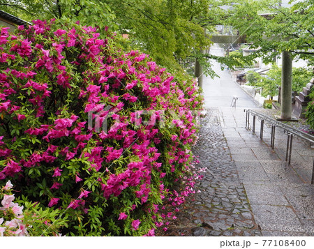京都 東山 雨の宗忠神社とヒラドツツジ 京都 東山 雨の宗忠神社とヒラドツツジ 77108400