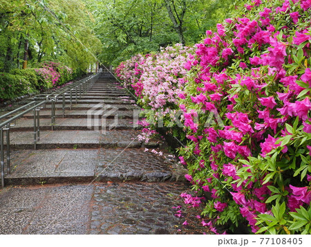 京都 東山 雨の宗忠神社とヒラドツツジ 京都 東山 雨の宗忠神社とヒラドツツジ 77108405