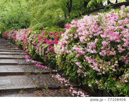 京都 東山 雨の宗忠神社とヒラドツツジ 京都 東山 雨の宗忠神社とヒラドツツジ 77108408