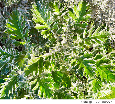 Green leaves pattern background. Green leaves pattern background. 77108557