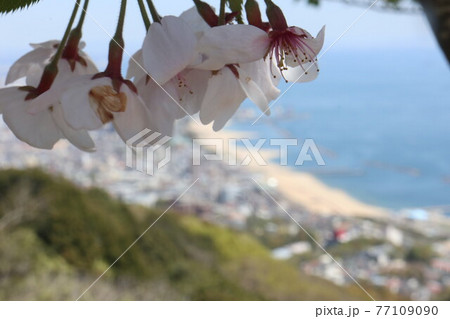 山から見下ろす海岸と桜 77109090