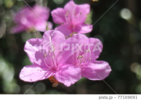 山道にそっと咲くツツジの花 山道にそっと咲くツツジの花 77109091