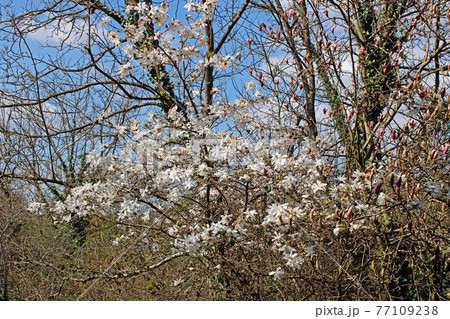 Springtime beginning in March at surroundings of Zagreb, Croatia Springtime beginning in March at surroundings of Zagreb, Croatia 77109238