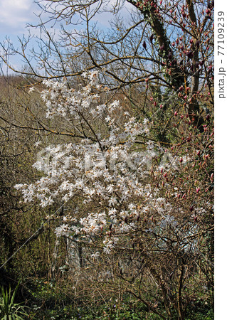 Springtime beginning in March at surroundings of Zagreb, Croatia Springtime beginning in March at surroundings of Zagreb, Croatia 77109239