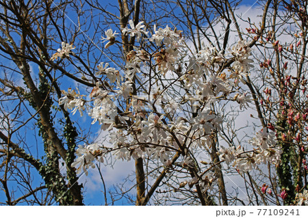 Springtime beginning in March at surroundings of Zagreb, Croatia 77109241