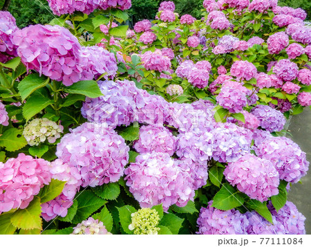 梅雨の花 ピンクの紫陽花 アバンダンスの写真素材