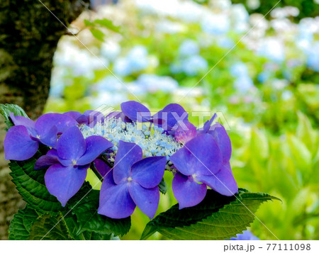 梅雨の花 青い紫陽花 ブルースカイの写真素材