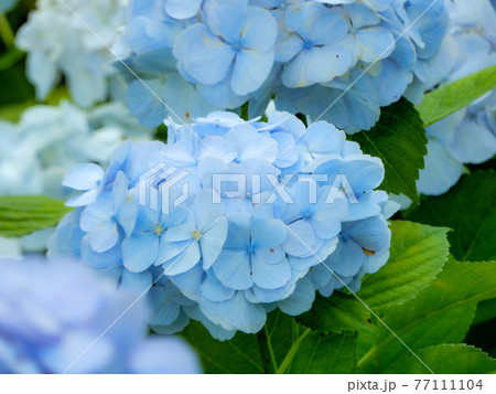 梅雨の花、青い紫陽花　シロテマリ 77111104