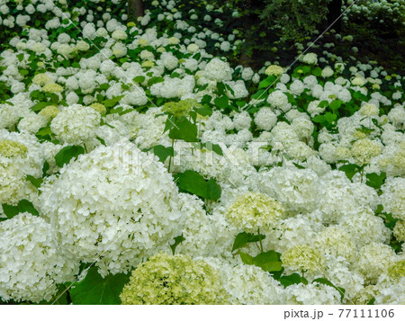 梅雨の花、白い紫陽花　アナベルの海 77111106