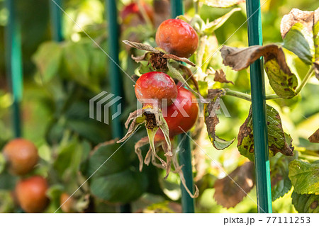 Dog-rose red berries behind the fence in park at summer 77111253