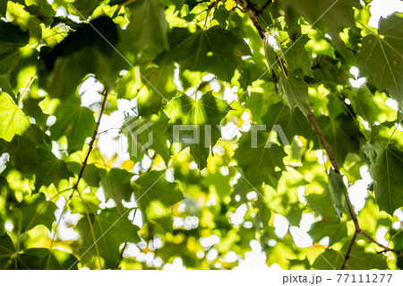 Green leaves on maple tree on sky background 77111277