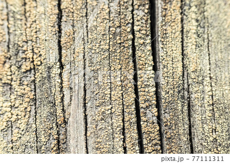Macro photo of textured background of old grey faded boards covered with fungus and moss from old age Macro photo of textured background of old grey faded boards covered with fungus and moss from old age 77111311