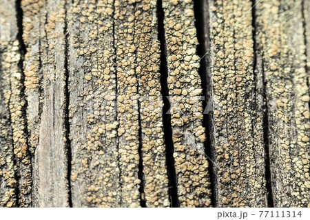 Macro photo of textured background of old grey faded boards covered with fungus and moss from old age 77111314