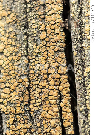 Macro photo of textured background of old grey faded boards covered with fungus and moss from old age 77111315