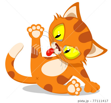 Ginger cat sits and licks, home pet Ginger cat sits and licks, home pet 77111417