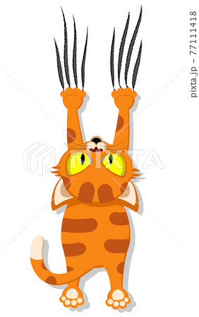 Cat hangs on its front legs and does scratches. Pets on a white background. 77111418