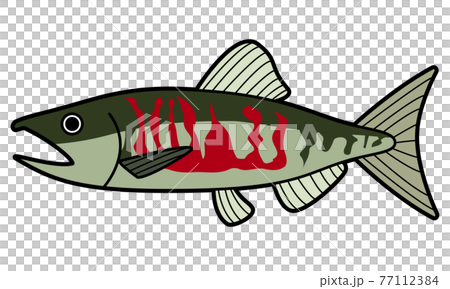 サケ サケ 77112384