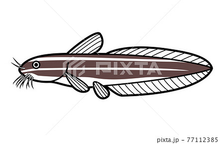 ゴンズイ ゴンズイ 77112385