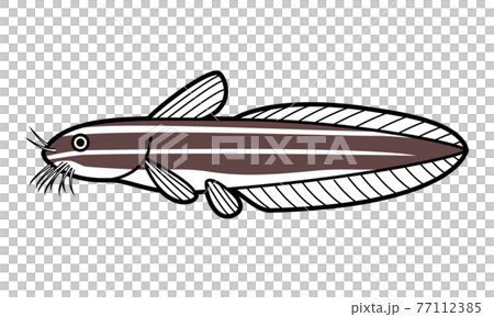 ゴンズイ ゴンズイ 77112385