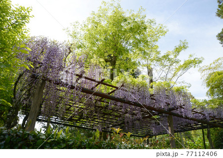 落柿舎 庭の藤棚 京都市嵯峨野 落柿舎 庭の藤棚 京都市嵯峨野 77112406