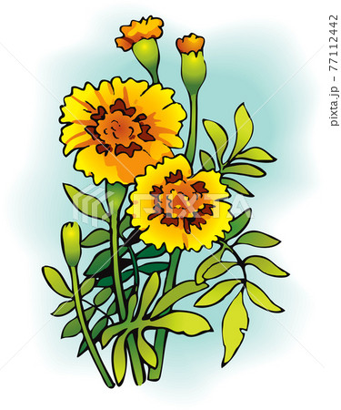 Tagetes 77112442
