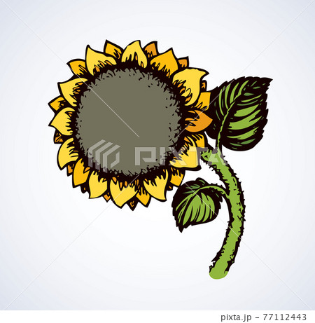 Vector illustration. Sunflower 77112443