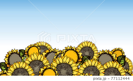 Vector illustration. Sunflowers field scene 77112444