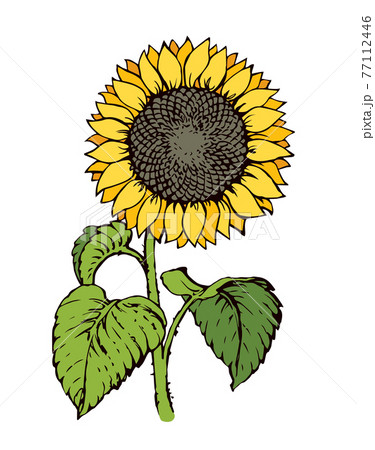 Vector illustration. Sunflower 77112446